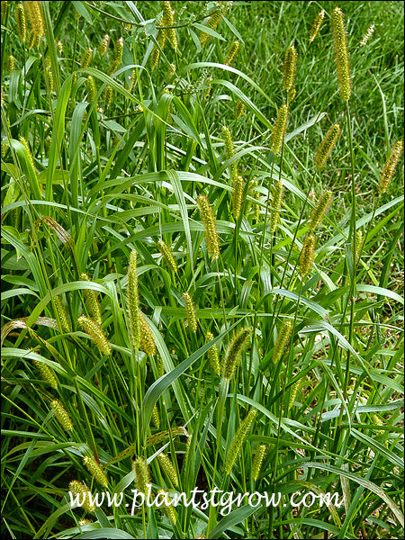 The following 3 images were taken along a newly installed walk.  Was seeded but this grass (weed) seems have taken over in many places.